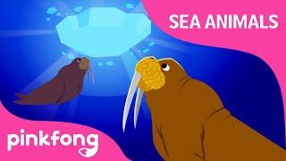 Kum ba hey, Walrus | Sea Animals Songs | Animal Songs | Pinkfong Songs for Children