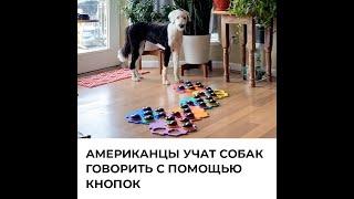 Американцы учат собак говорить с помощью кнопок