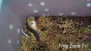 Giant centipede live feeding!!!