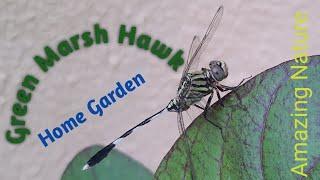 Green Marsh Hawk | dragonfly  | Beauty of Nature | Tushar Tripathi Vlog  |