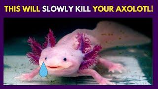10 Things You Should NEVER Do to Your Axolotl