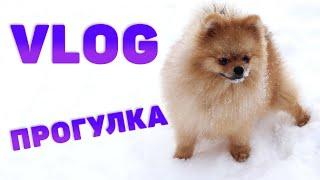 Vlog Прогулка с померанским шпицом  Ферби | катаемся на коньках