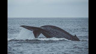 5-6 Blue Whales 8/30/18