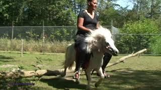 Pony Riding #pony #ponyriding #donkey #donkeyriding #Buffaloriding