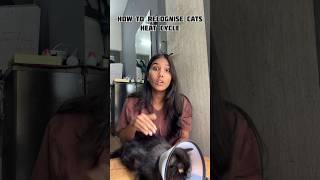 How to know when is your cat on heat??  #cat #feline #pet #felinefriend #youtubeshorts