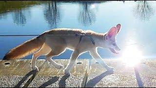 Long Leash Walk with Djinn the Fennec Fox