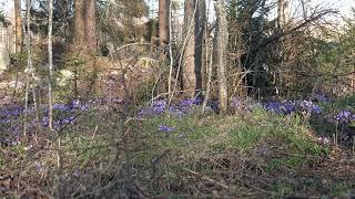 Spring forest flowers and birds singing  4K real time filming and recording