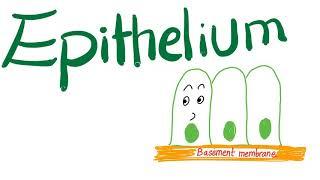 Epithelium (Epithelial Tissue) - It’s Everywhere In Your Body!