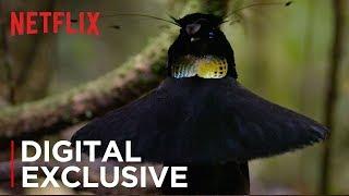 The Dancing Bird of Paradise Scene from Our Planet | Netflix