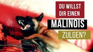 Du willst Dir einen Malinois zulegen?