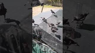 magpie feeding frenzy