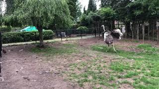 My crazy dancing ostrich ️