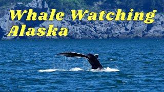 WHALE WATCHING ALASKA (Best Time And Place To See Whales In Alaska) | Alaska Travel Guide