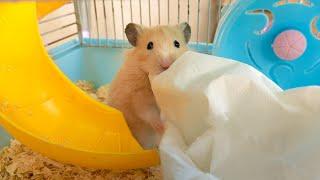 Cute Hamster Left Alone & Abandoned - My Rescue 