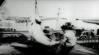 HD Stock Footage Annual Caviar Harvest From Russian Sturgeon 1957