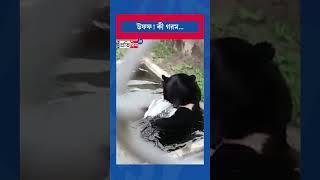 Bear cools himself with chunks of ice the scorching heat । Sangbad Pratidin