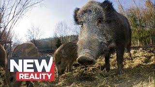 Feral Swine Bomb: How wild pigs are threatening Canada’s ecosystems and economy