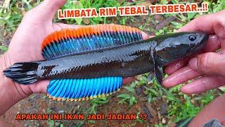 PANIK..!! Mancing Channa Limbata Di Tempat Ini Dapat Channa Limbata Rim Tebal Super Besar