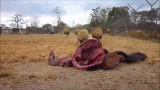 Antelope Park - Zimbabwe - Lion Feeding