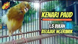 Kenari Paud Belajar Bunyi Ngeriwik Usia 1,5 Bulan || Cocok Untuk Pancingan Kenari Paud