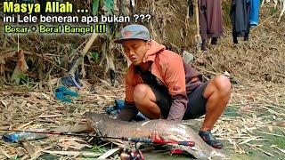 Rekor mancing LELE RAKSASA TERBESAR sampai bikin geger !!! BIG MONSTER CATFISH FISHING