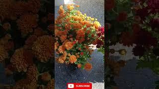 Very beautiful #viralvideo #trendingshorts