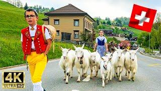 First Swiss Alpine Cattle Drive 2024 - goats, cows and bulls walk to the Summer Alps - 4K 🫶