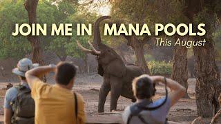 Join me on safari in MANA POOLS this August!