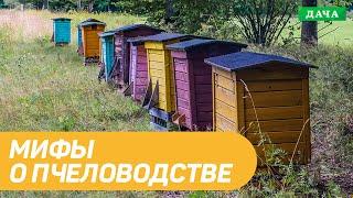 Мифы о пчеловодстве. Что такое дикий мёд и дикие пчелы? МОЯ ПАСЕКА