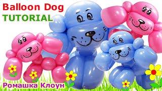 КАК СДЕЛАТЬ СОБАЧКУ ИЗ ШАРИКА Balloon Animal Dog TUTORIAL uno perrito con globos