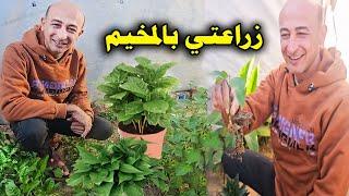 زريعتي في المخيم My Plants in the Camp