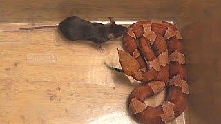|Live Feeding| VENOMOUS Copperhead Eats Mouse While Still ALIVE