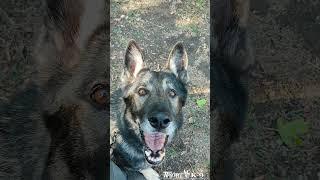 Grey shepherd dog. Зонарная немецкая овчарка. #shepherd #germanshepherd #dog #dogs #doglover #gsd