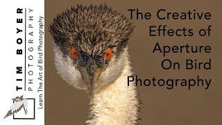 Creative Effects of Aperture on Bird Photography