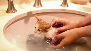 First bath for foster kittens