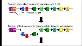 (Hindi Explanation)Antibody Class/Isotype Switching(CSR) # Class Switching Recombination