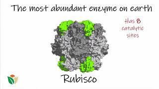 Rubisco: The most abundant protein on Earth | Proteins | meriSTEM