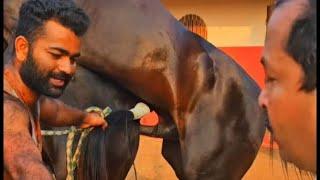 A big female Horse ready for Mating process like a human || Wild Horse preparing for Race check the