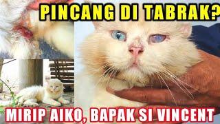 Mirip VINCENT? Kucing Persia Di Buang ini Di Tabrak Kaki Luka Jalan Pincang!?