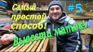  Матки на вашей пасеке! Простейший способ вывести! #ПЧЕЛОВОДСТВО5 начинающим с нуля!