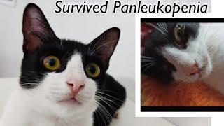 Survived Panleukopenia. Poor Kitten  Found With Wound, No One Cares. Episode3