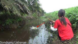 Gak ada orang mancing!! Ikan ngantri, nungguin umpan jatuh