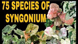 DIFFERENT VARIETIES OF SYNGONIUM | PLANT IDENTIFICATION