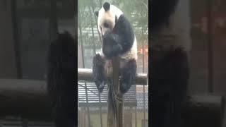 Pandas also know how to be sad.