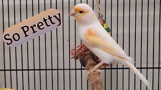 Picking up an Abandoned Canary