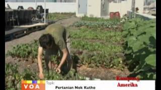 Pertanian Kota - Kampung Amerika 15 Juli 2011