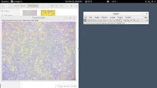 ImageJ: Adding a Scale Bar to an Image