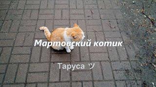 Песня мартовского котика... Таруса ツ