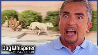 Dangerous Boxer Mix Attacking Neighbor's Dogs | S4 Ep 20 | Dog Whisperer With Cesar Millan