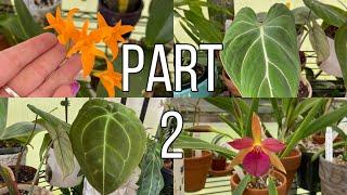 Part 2 Greenhouse & Orchid Collection Update-Phalaenopsis, Aroids, Cattleyas And More